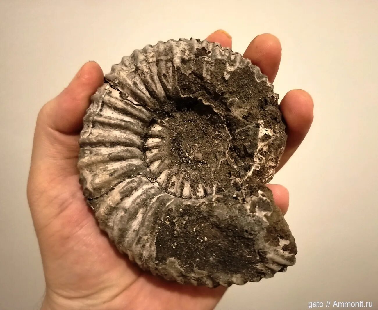 Окаменелости это. Аммонит Юрского периода. Fossil окаменелости. Аммониты Фили. Коралл Мшанка окаменелость.