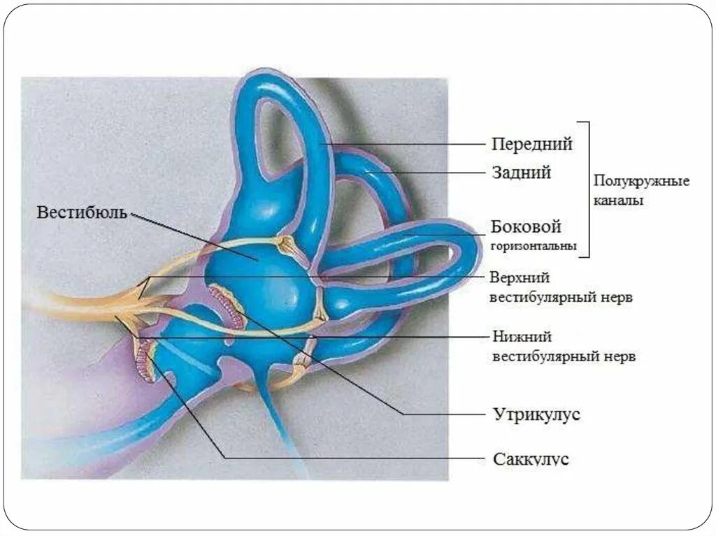 Вестибулярный аппарат и система. Вестибулярны йаапарат. Вестибулярный аппарат фото. Расположение полукружных каналов. Полукружные каналы внутреннего уха ампулы.