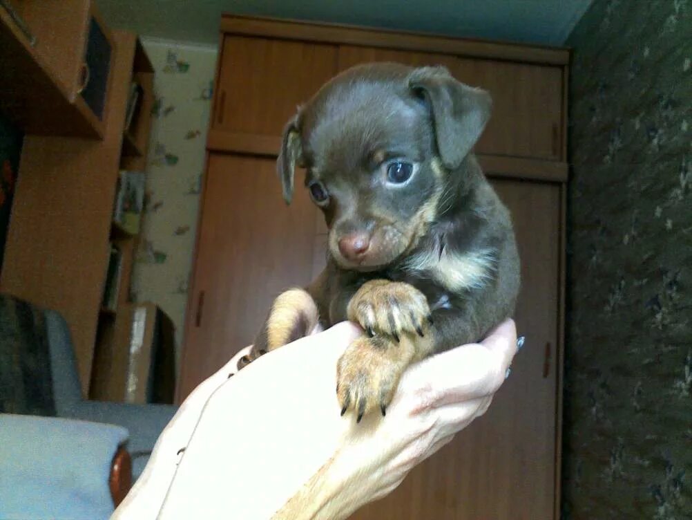 щенок терьера отдам