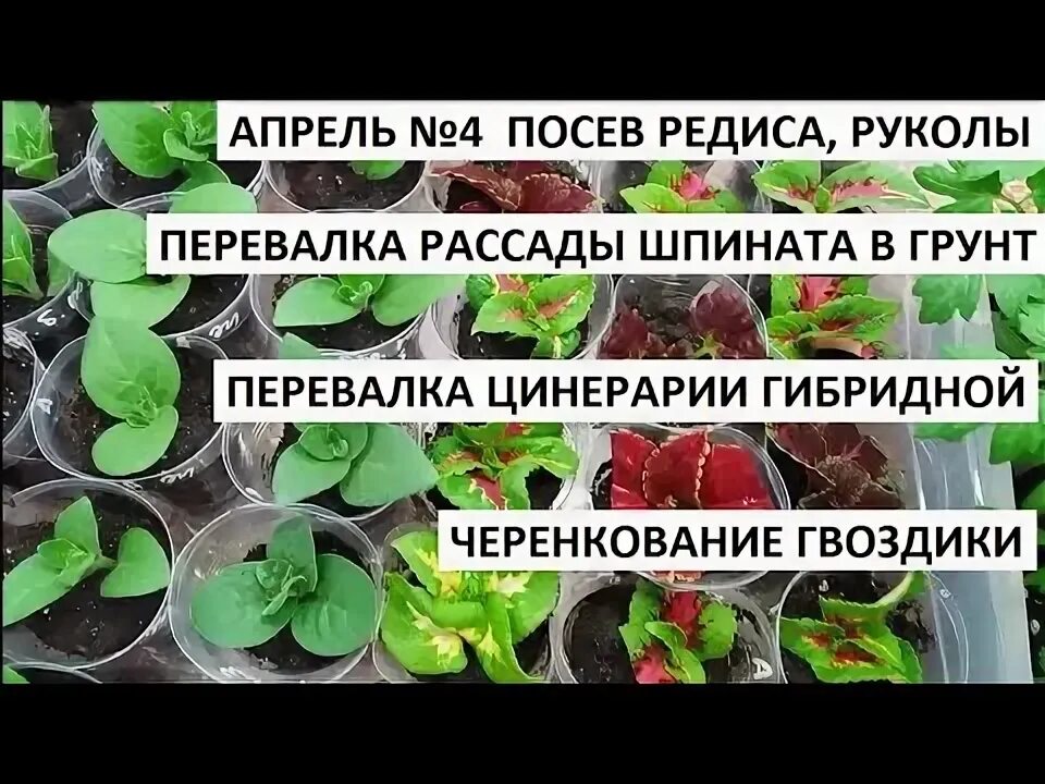Дни посадки редиса в апреле. Посев редиса в улитку.