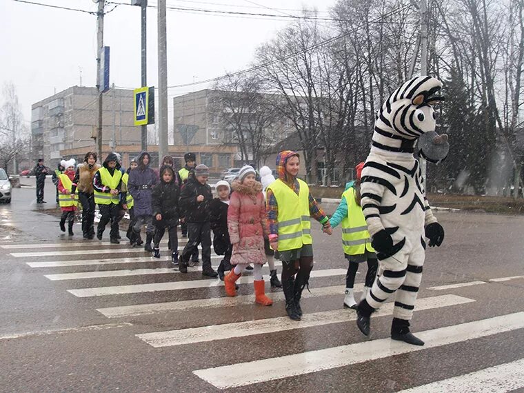 Зебра переходя дорогу. Зебры в городе. Зебра на дороге. Зебра дорожного движения. Акция Зебра друг пешехода.