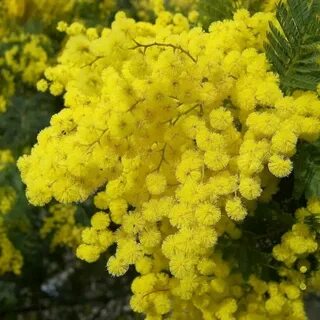 Какого цвета мимоза