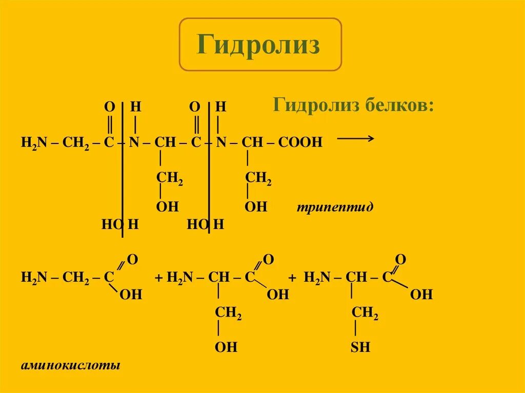 Гидролиз трипептида реакция. Схема гидролиза трипептида. Трипептид гидролиз. Гидролиз белков. Гидролиз лактида