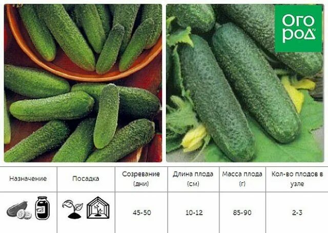 Что означает партенокарпический сорт. Огурцы самоопыляемые сорта. семена огурцов для открытого грунта самоопыляемые. голландские сорта огурцов. огурцы голландской селекции самоопыляемые.