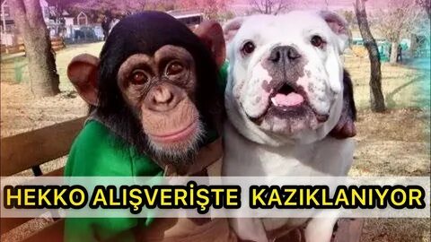 Видео прикол друга