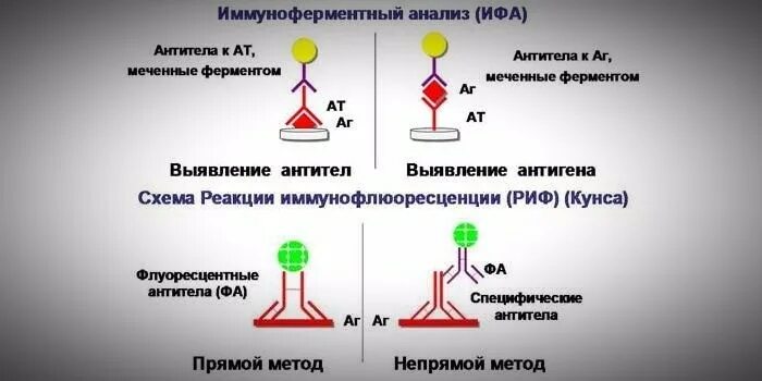 Реакция иммунной флюоресценции схема. Схема постановки реакции ИФА. Реакция иммунофлюоресценции риф схема. Схема реакции иммунофлюоресценции прямой и непрямой. Ифа качественно что это