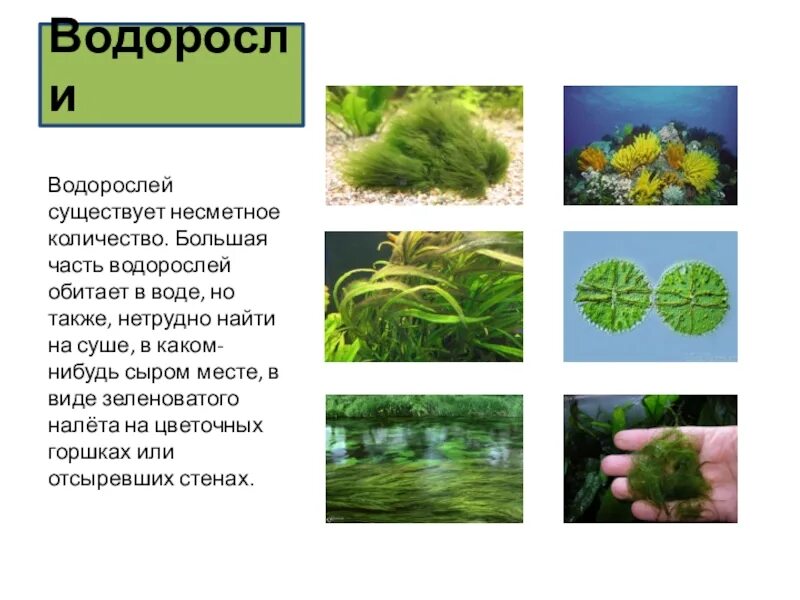 Группа растений водоросли примеры названия. Разнообразие растений водоросли. Водоросли окружающий мир. Водоросли 3 класс окружающий мир. Разнообразие растений 3 класс водоросли.