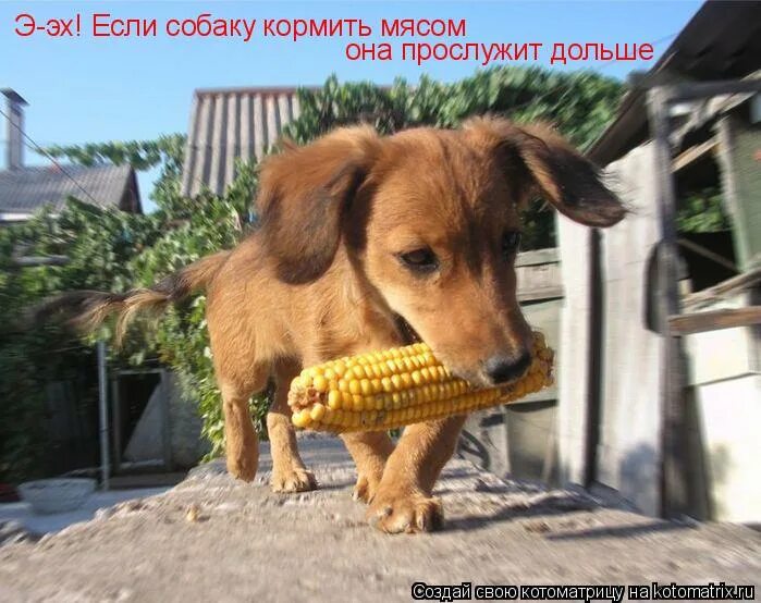 кукурузу охраняем. охрана кукурузы фото. кукурузу охраняем. кукурузу охранять. кукурузу охраняем.