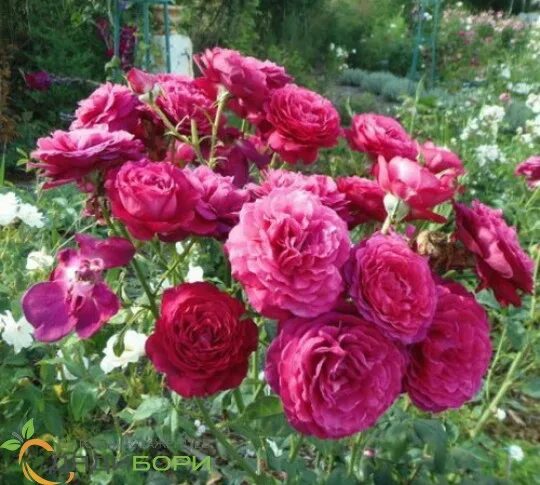 Галерея - Johann Wolfgang von Goethe Rose ® (Goethe Rose, Parfum de Honfleur, TA