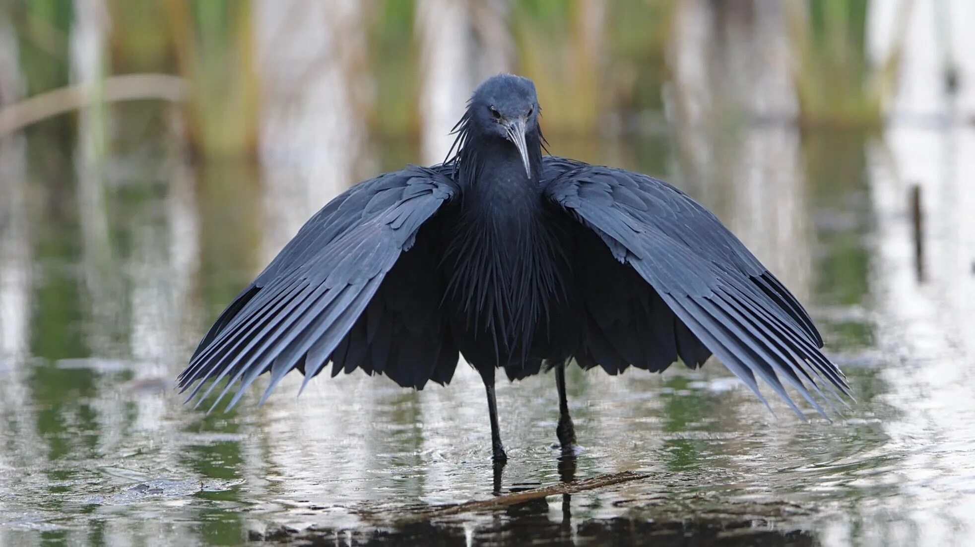 Зонтичная птица. Egretta ardesiaca. Африканская. Зонтичная цапля.. Черная цапля. Африканская теневая цапля.