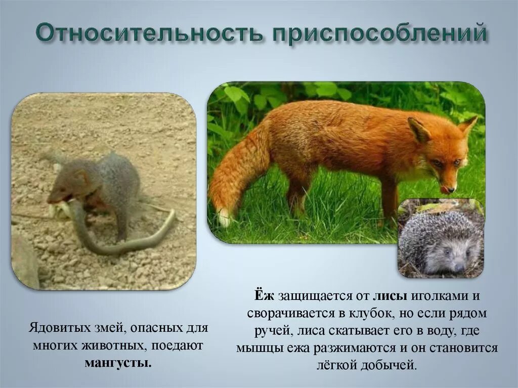 В чем заключается относительный характер приспособлений. Относительность приспособ. приспособления животных. относительный характер адаптации. относительность приспособлений животных.