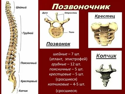 Как выучить позвонки по анатомии