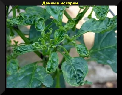 Сворачиваются листья у рассады перца что делать