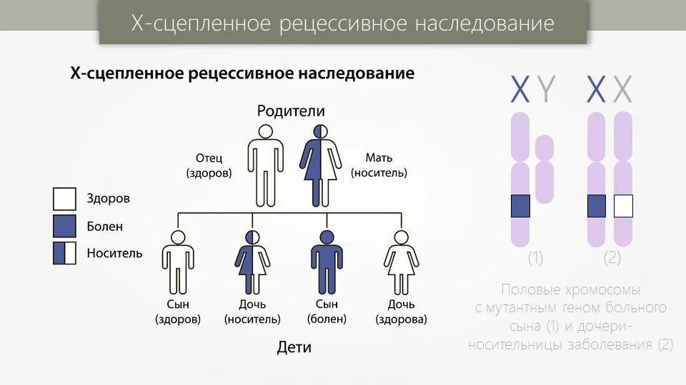 Чьи гены. Генетика схема наследования болезни. схема наследования хромосомных заболеваний. передача наследственного заболевания генетическая схема. передаются ли гены по наследству.