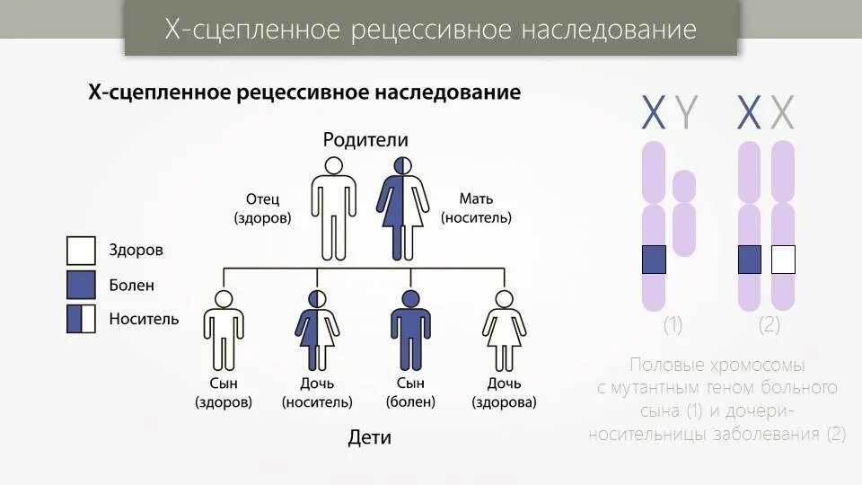 Процент генов от отца и матери. Генетика схема наследования болезни. Х-сцепленное рецессивное наследование. Аутосомно рецессивный Тип наследования человека схема. Схема наследования хромосомных заболеваний.