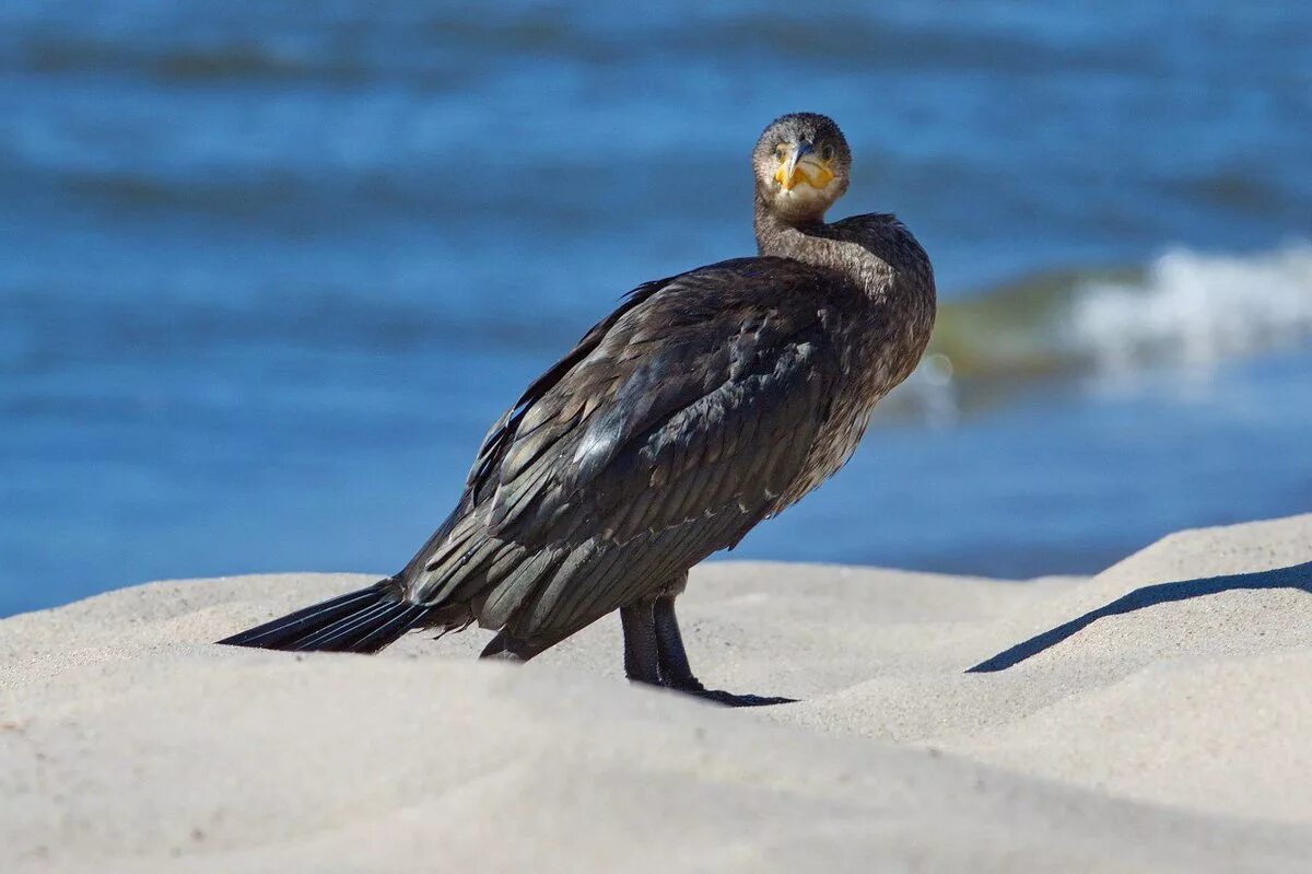Pied Shag In the same family as the black shag, pied shags. Flickr