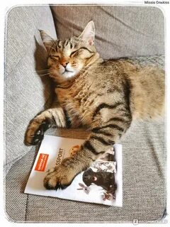 Коте бито