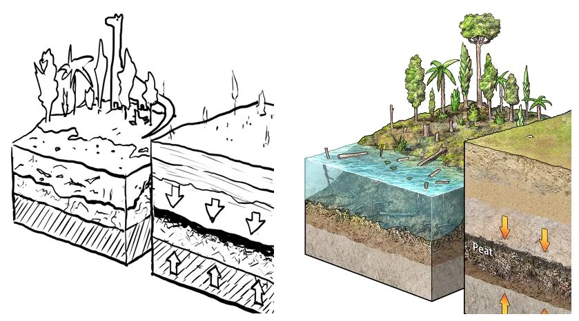 Схема образования каменного угля. Торф рисунок. Образование торфа и угля. Каменный уголь в природе. Образование залежей каменного угля