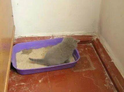 Котенок после переезда не какает