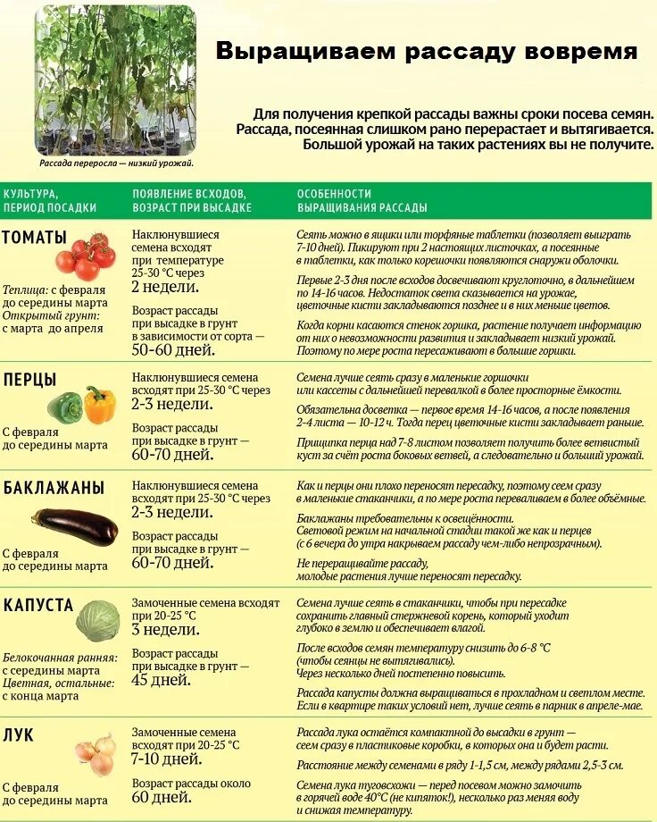 Через сколько взойдет перец без замачивания. Сроки посева овощей на рассаду. Сроки посадки семян. Таблица посева овощей на рассаду. Таблица огородника посадки на рассаду.