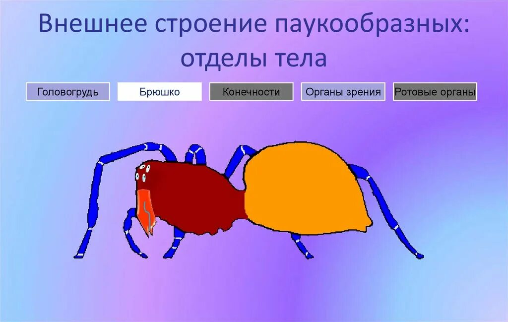 Отделы класса паукообразные. Паук отделы тела головогрудь. Строение паука головогрудь брюшко. Отделы тела паука 7 класс. Внешнее строение паукообразных.