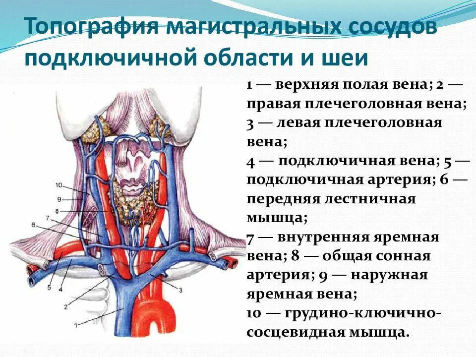 Кровоснабжение внутреннего