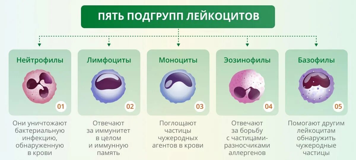 Почему мала лейкоцитов. Клетки иммунной системы лейкоциты. 5 Подгрупп лейкоцитов. Лейкоциты в крови 4,09. Типы лейкоцитов и их функции.