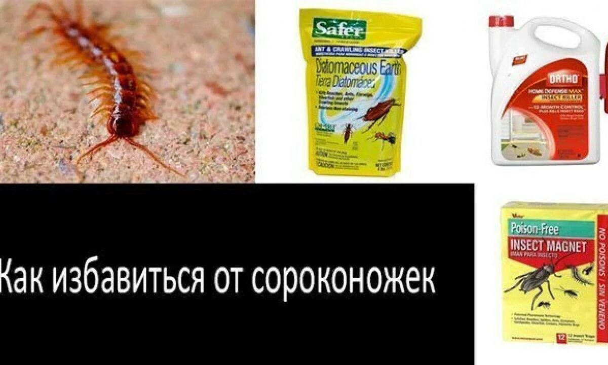 Как избавиться от сколопендр в доме