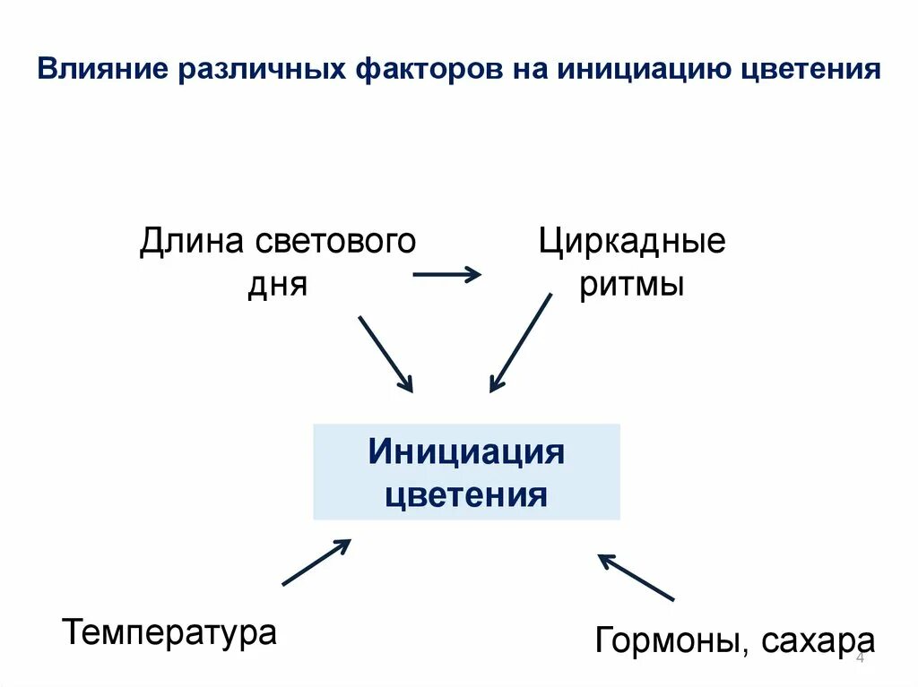 Длина светового дня какой фактор. Инициация цветения это. Индукция у растений. Эвокация цветения. 2 Фазы инициации цветения.