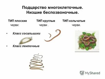 Отличие кольчатых от круглых