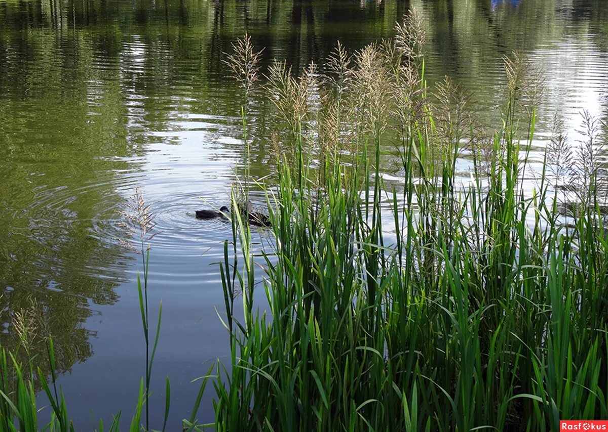 девушки на сборе камыша латвия. старый камыш. заросли камыша. поле с камышами. камыш ландшафт.