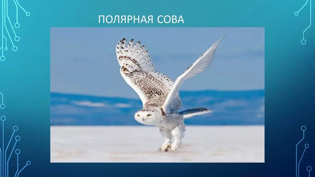 Полярная сова где находится на карте. Полярная сова где находится на карте