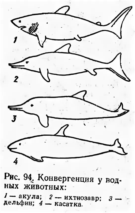 Конвергенция у животных. Конвергенция водных обитателей. Конвергенция формы тела. Конвергентная Эволюция.