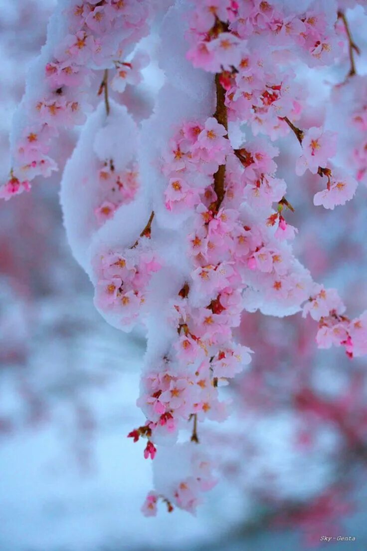 Flowers winter music
