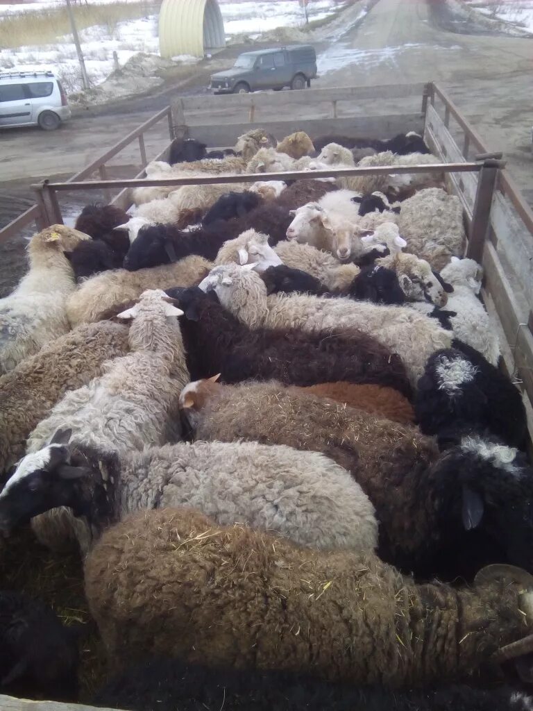 авито орловская область овцы. грубошерстные породы овец романовская. ягнок. авито орловская область овцы. романовские овцы плодовитость.