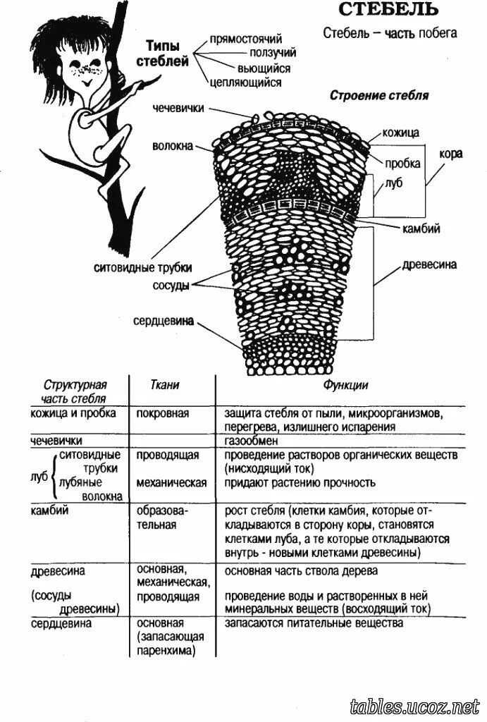 Стебель функции. Внутренние части стебля функции внутренних частей стебля. Внутреннее строение стебля древесного растения таблица. Строение стебля древесного растения таблица. Схема внутреннего строения стебля растения-.