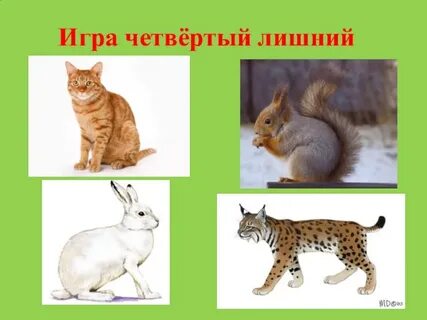 4 лишний дикие животные