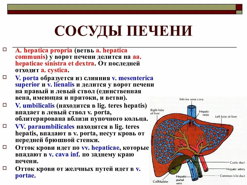 Задержка тока крови латынь. Печень анатомия топография строение. Кровоснабжение печени анатомия. Кровеносная система печени анатомия. Артериальные сосуды печени.