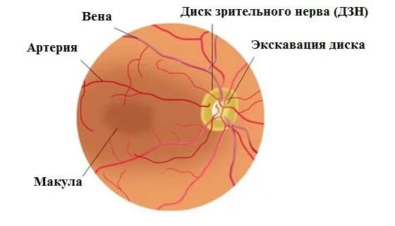 Норма зрительного нерва. Экскавация зрительного нерва норма. Диск зрительного нерва сетчатки. Экскавация глазного дна.