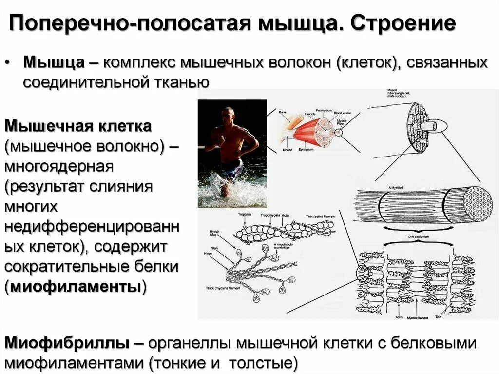 Скелетная поперечно полосатая мускулатура состоит из. Структура поперечно полосатой мышцы физиология. Строение скелетной поперечно-полосатой мышцы. Строение поперечно полосатого мышечного волокна. Поперечно полосатые мышцы схема.