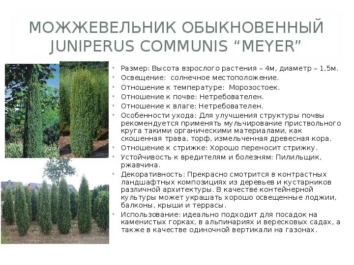 Растения соснового леса - биология, презентации