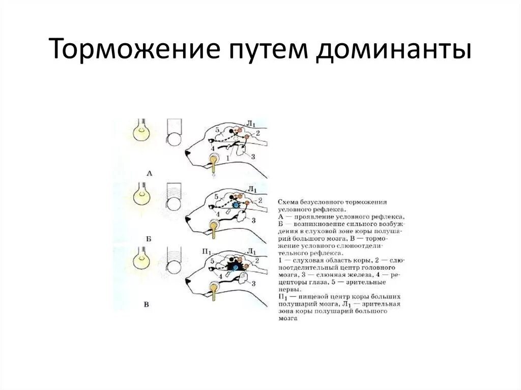 Пример торможения у человека