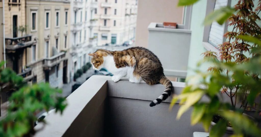 Кот на перилах балкона. Кот на перилах. Кошка спрыгивает. Кошка упала с балкона. Кошка на окне.