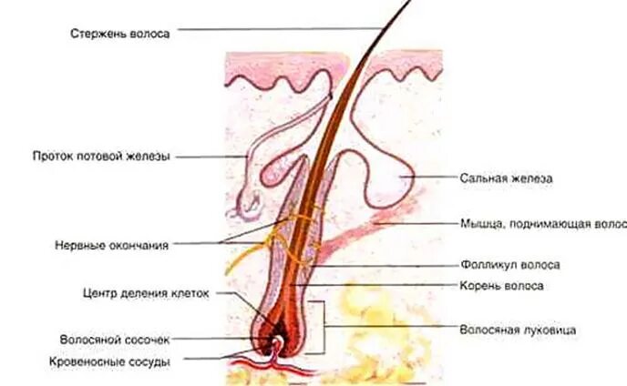 Корни волос расположены в. Строение волоса структура волосяного стержня. Строение волоса стержень волоса волосяная луковица. Строение волосяного фолликула схема. Волосяная луковица и волосяной фолликул.