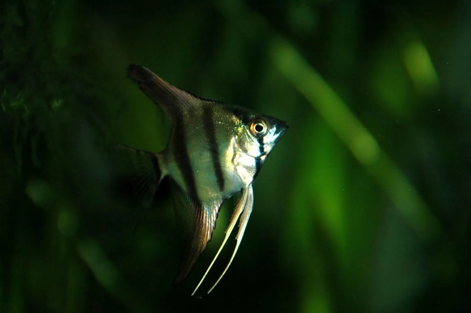 Съели скалярию