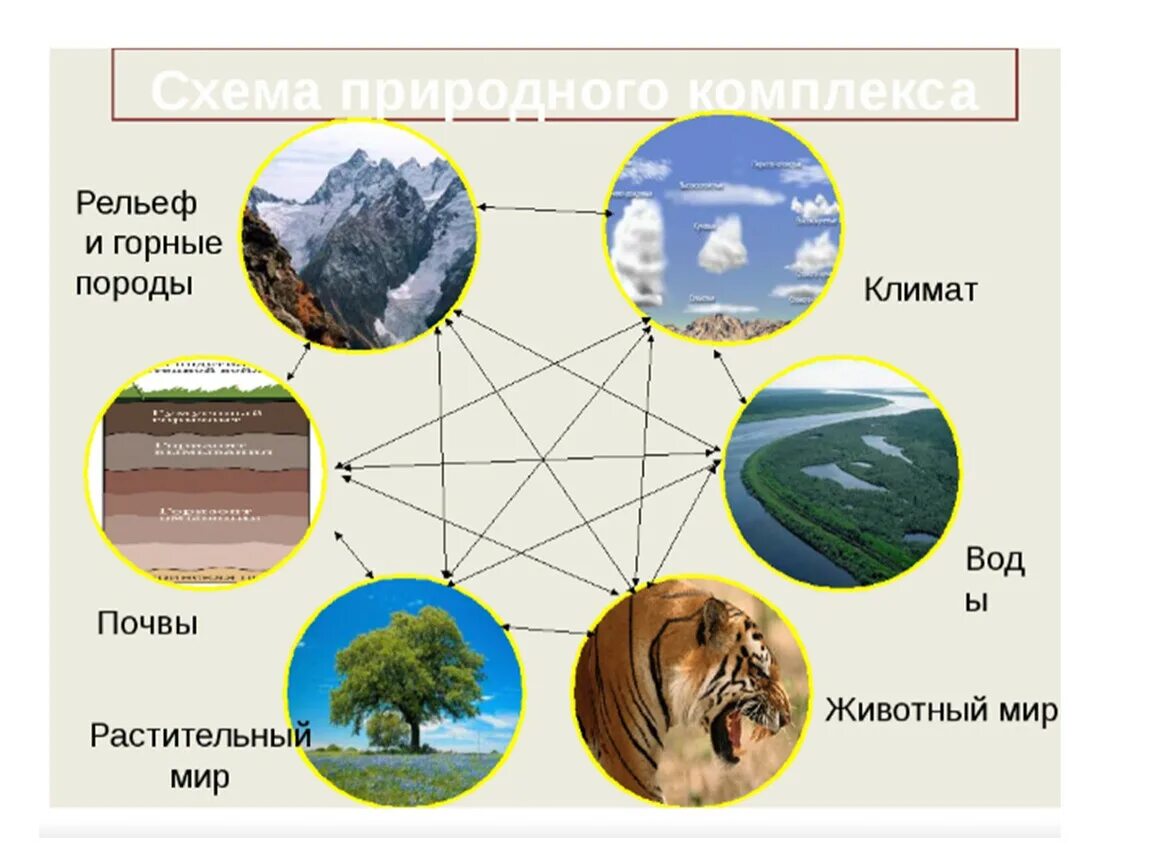 6 природных компонентов