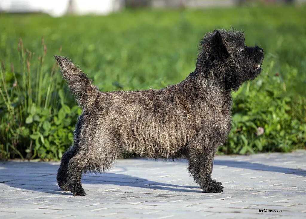 Шотландский керн терьер. Керн терьер. 9. Шотландский керн терьер. Норвич и керн терьер.