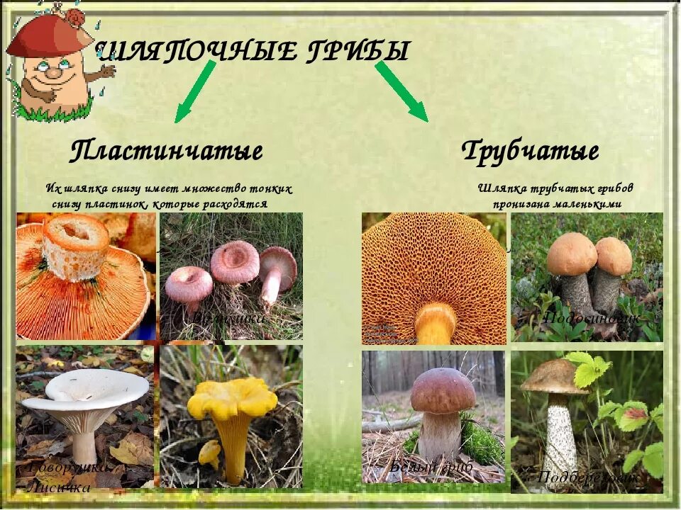 Шляпочные грибы трубчатые и пластинчатые. Трубчатые грибы 2) пластинчатые грибы. Съедобные и несъедобные грибы пластинчатые и трубчатые. Виды грибов губчатые пластинчатые. Различие пластинчатых и трубчатых грибов