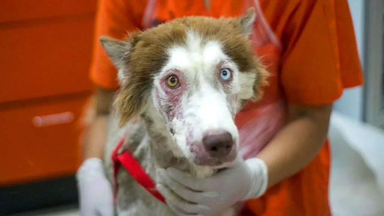 Щенок хаски и котенок. Щенок джорджией. Спасенный хаски. Уши белой хаски над снегом. Волонтёры по спасению животных /кошек/.