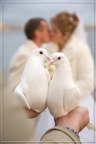 Голубеющая 2. Голубь в небесах. Здравствуйте, я посуду голубей. Как выглядит гулька птица. Веероносный венценосный голубь.